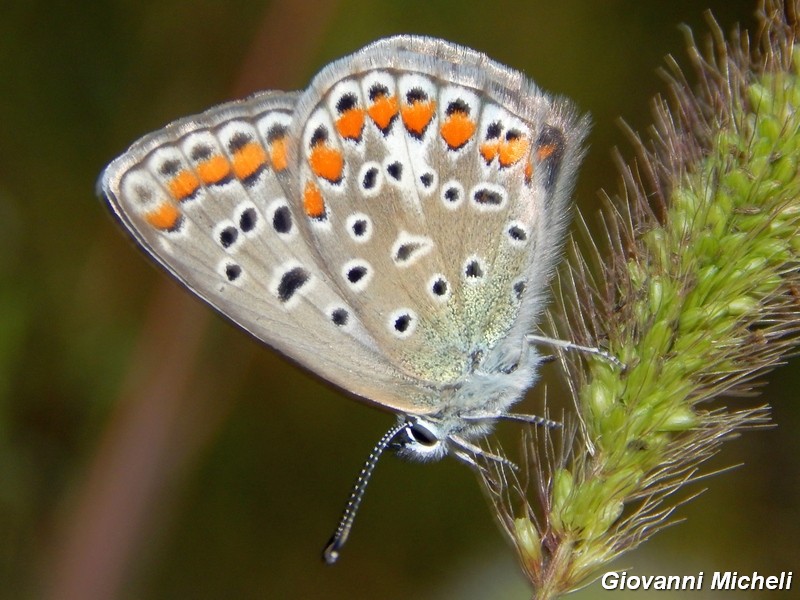 Dove vanno a dormire i Polyommatus icarus?